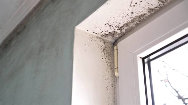 Best Mold Cleaning Services  in Crawfordsville, IN