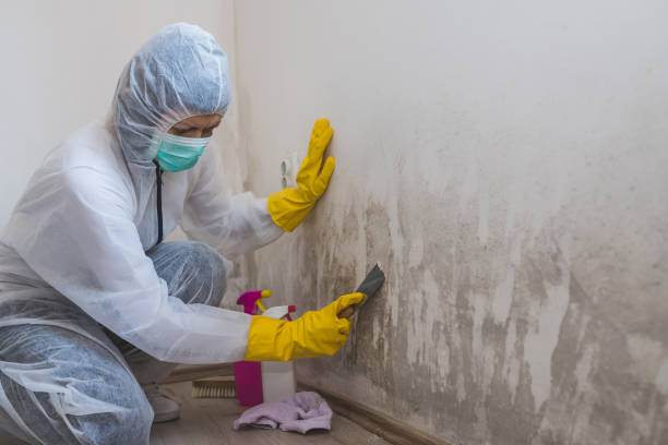 Mold Removal Process in Crawfordsville, IN