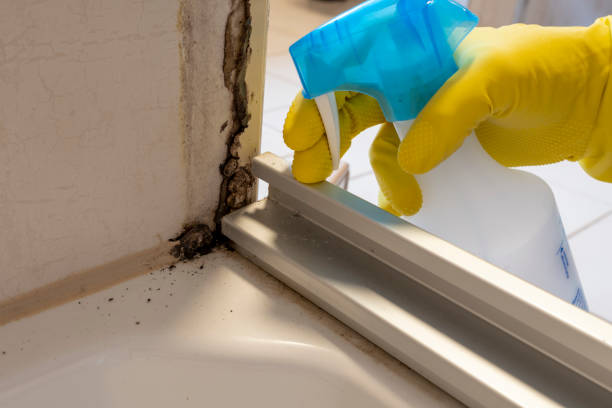 Best Local Mold Removal Service  in Crawfordsville, IN