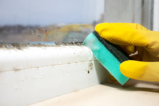 Best Mold Damage Repair  in Crawfordsville, IN