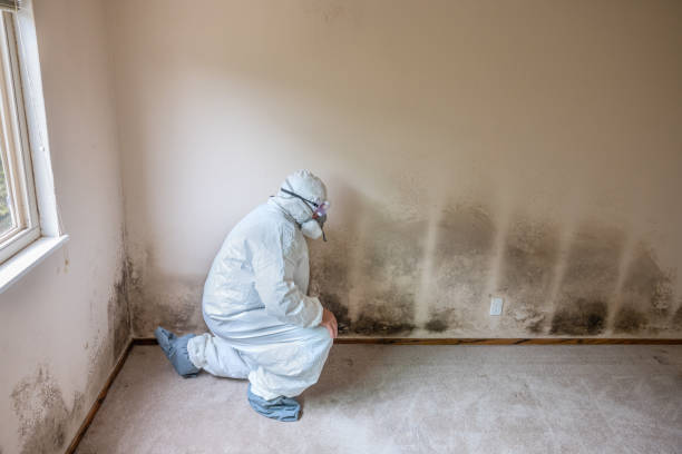 Best Home Mold Removal  in Crawfordsville, IN
